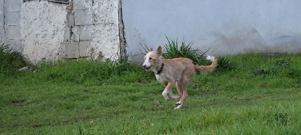 Adoption Dogs Portugal